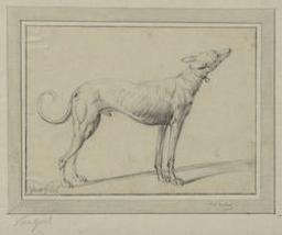 A standing dog seen from aside | Gool, Jan van (1685-1763). Attributed name