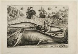 Mullet, cachalot and sea-lion | Collaert, Adriaen (1560-1618). Artiste