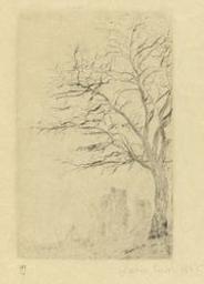 Acacia - 1888 | Ensor, James (1860-1949). Graveur