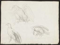 Three studies of imperial eagle, from the antique | Cels, Cornelis (1778-1859). Illustrator